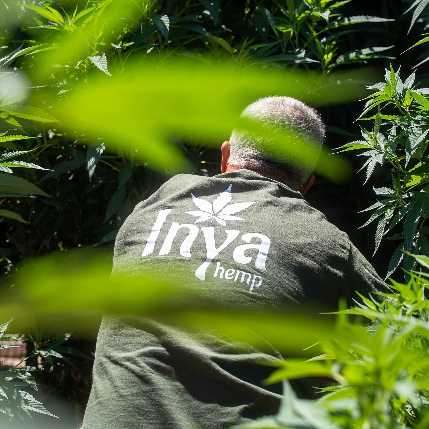Hemp vs. Marijuana: What’s the Difference?