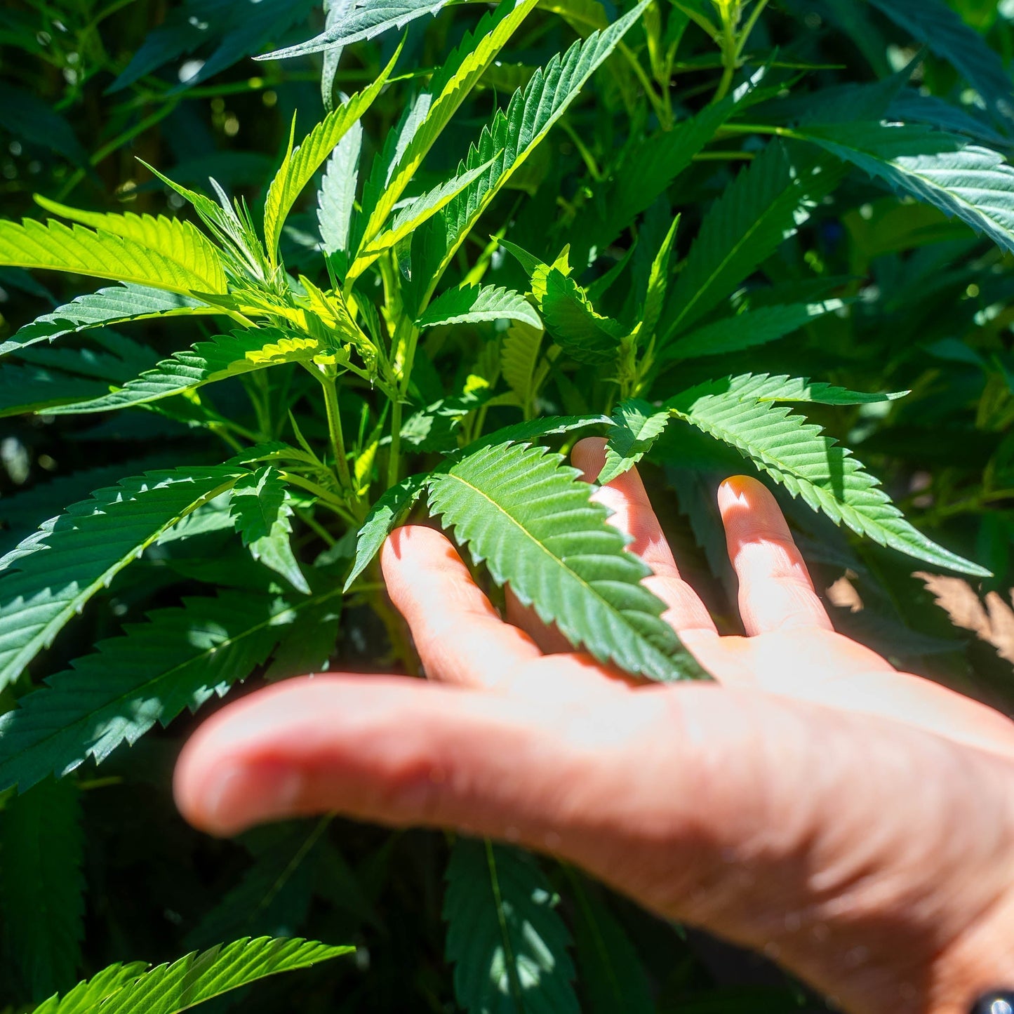 What Is CBG? Meet the Mother of All Cannabinoids