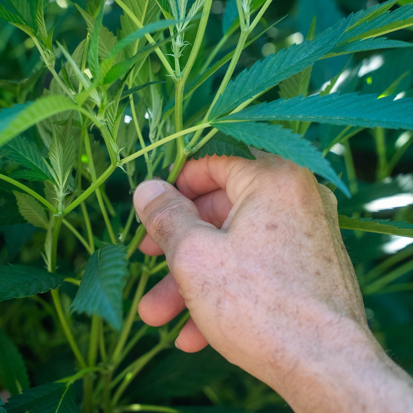 What Is CBD? A Beginner's Guide to Cannabidiol