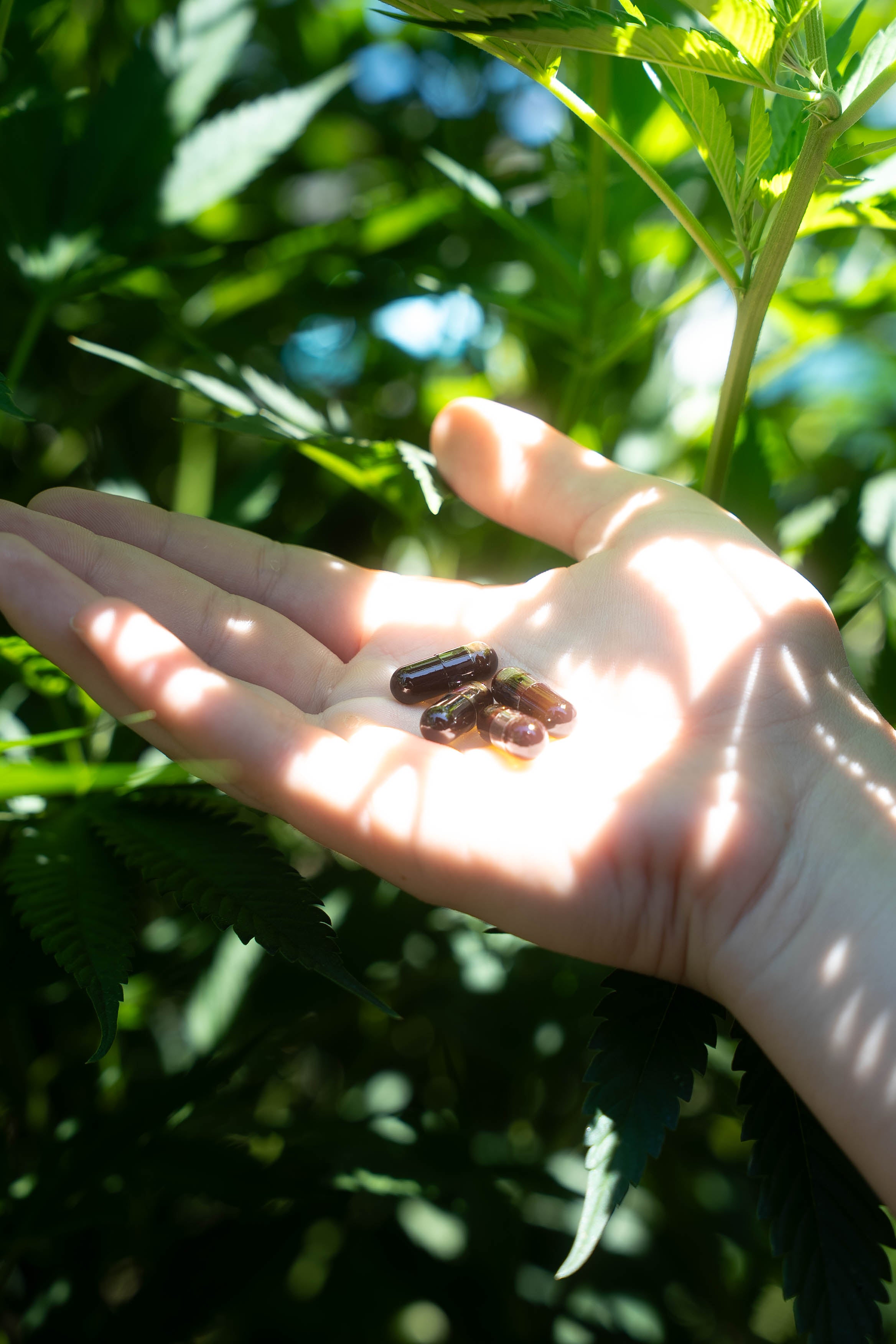 CBG Capsules – InyaHemp